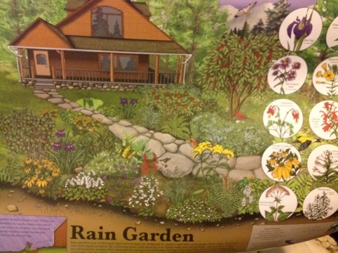 rain gardens