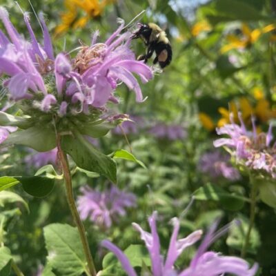 Wild Bergamot is a beautiful niche plant.