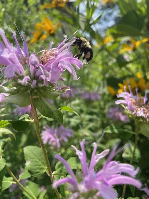 Wild Bergamot is a beautiful niche plant.