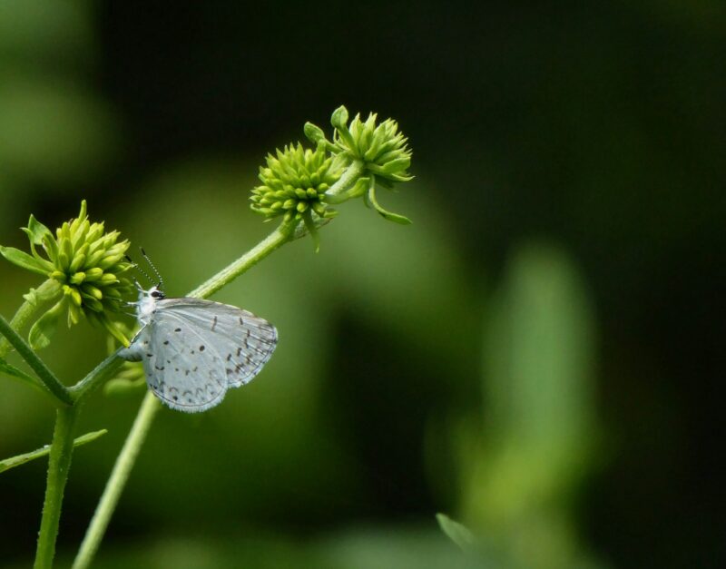 Rattlesnake Master (Eryngium yuccifolium) is a lovely niche plant.