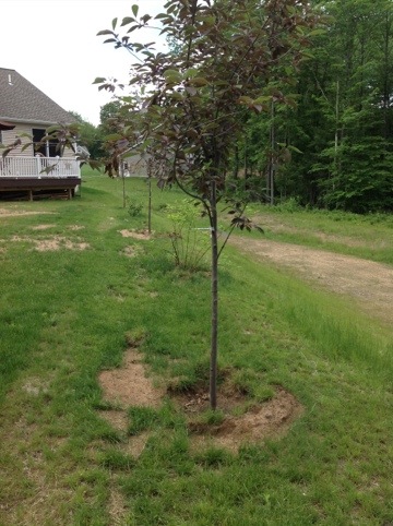 native fruit trees