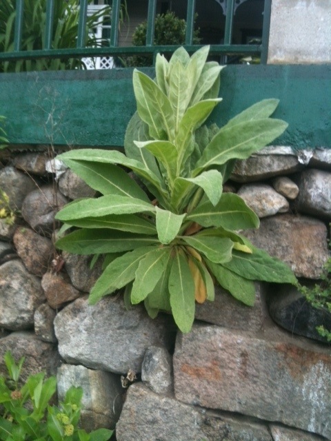Mullein is one of the naturalized plants.