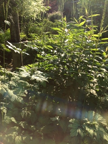 Beautiful Black Cohosh (Cimicifuga racemosa)