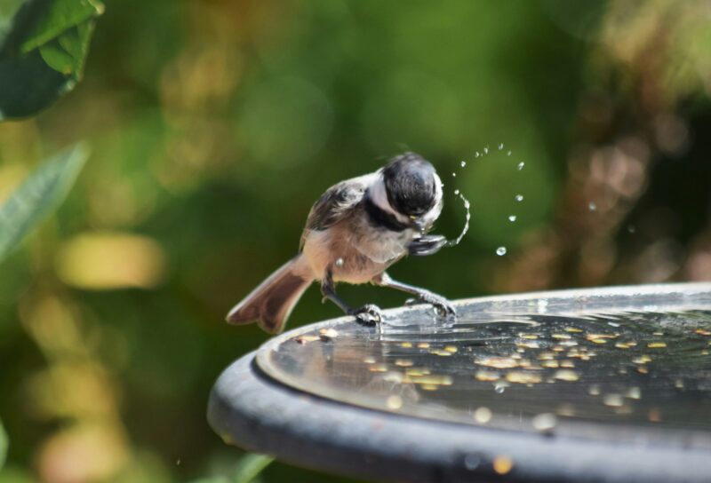 How to get rid of mosquitoes in backyard naturally- invite birds.