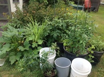container vegetable garden DIY