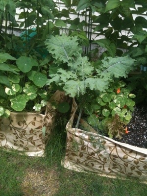 raised bed garden with organic kale.