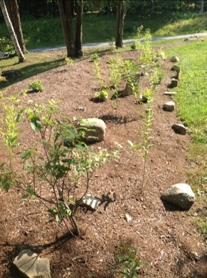 Lake George Rain Gardens Progress