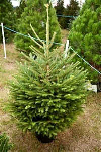 Sustainable decorating Christmas trees