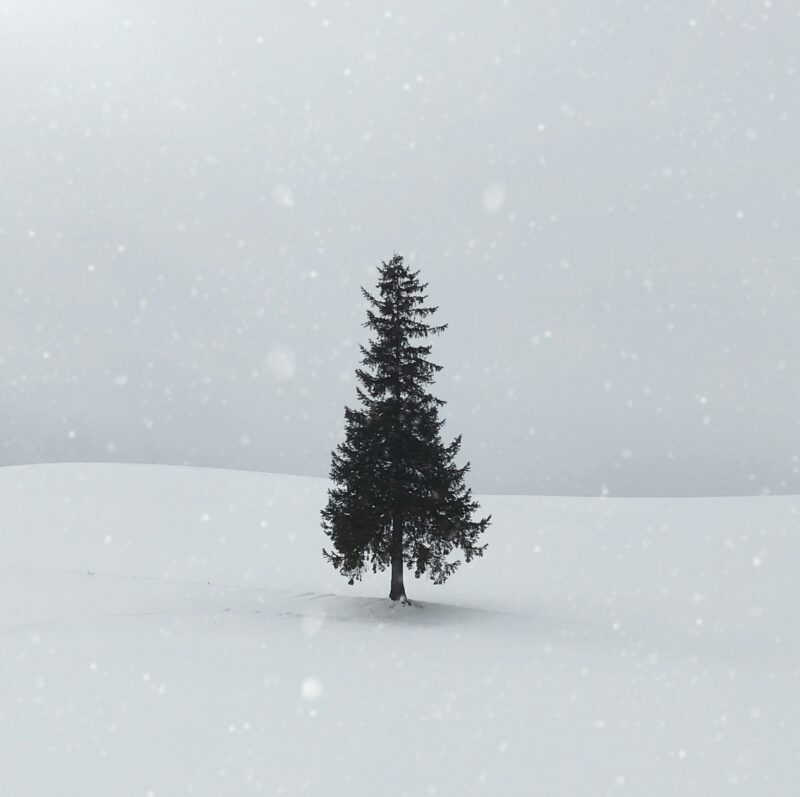 An eco-friendly Christmas tree can grow right in the ground in the spring!