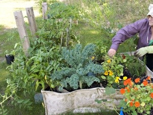 organic produce container garden