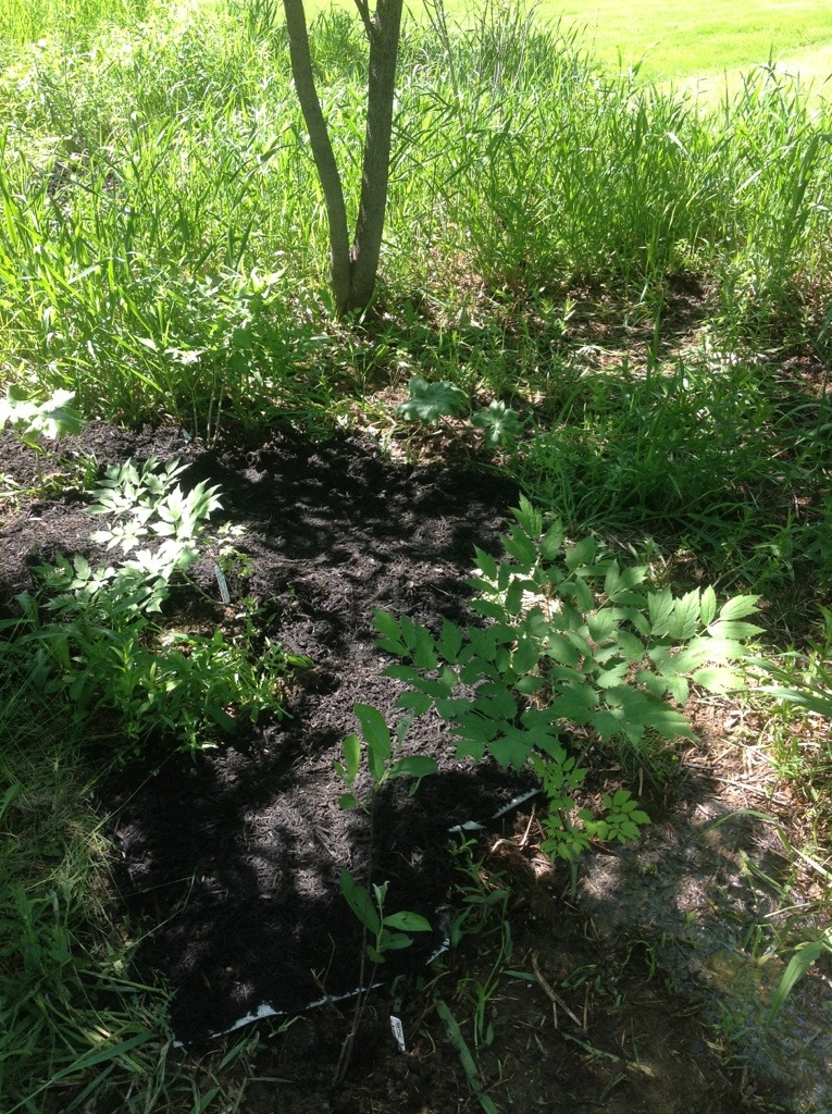 Ballston Spa nature preserve path construction.