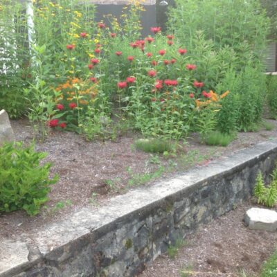 Lake George Rain Gardens