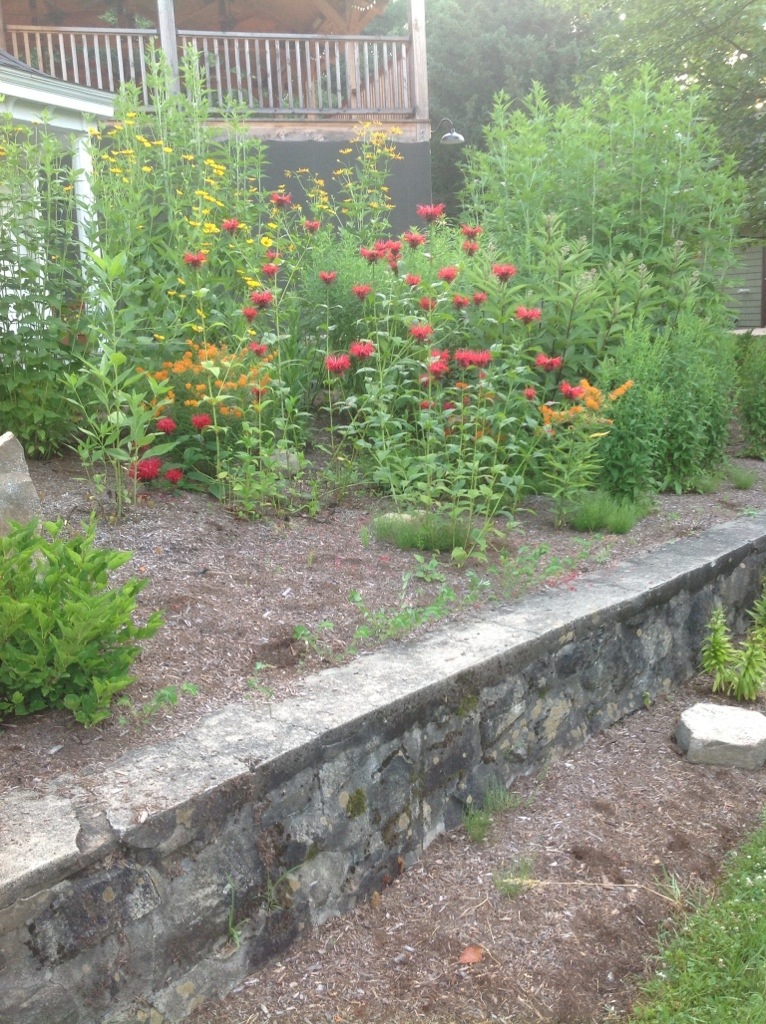 Lake George Rain Gardens