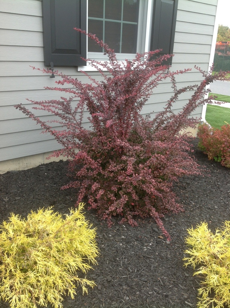 Please stop with the Lyme tick nurseries: How to prevent ticks in yard.