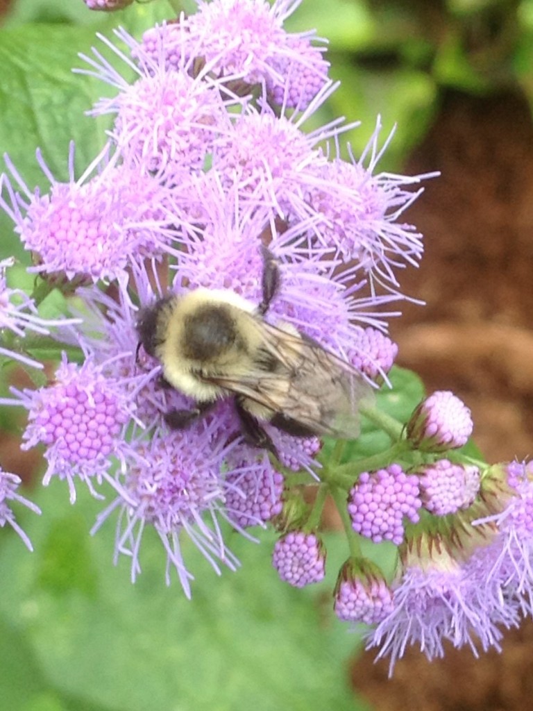 Native Plant Gallery features Blue Mistflower. What does open pollinated mean?