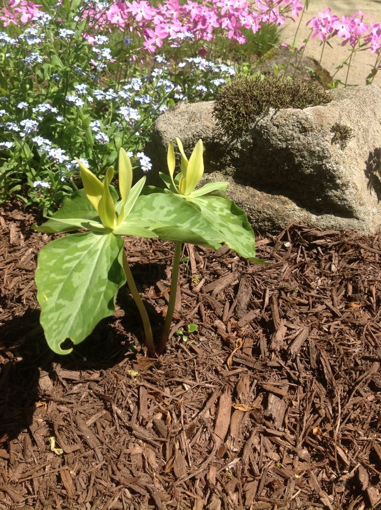 Yellow Trillium luteum in a woodland garden.