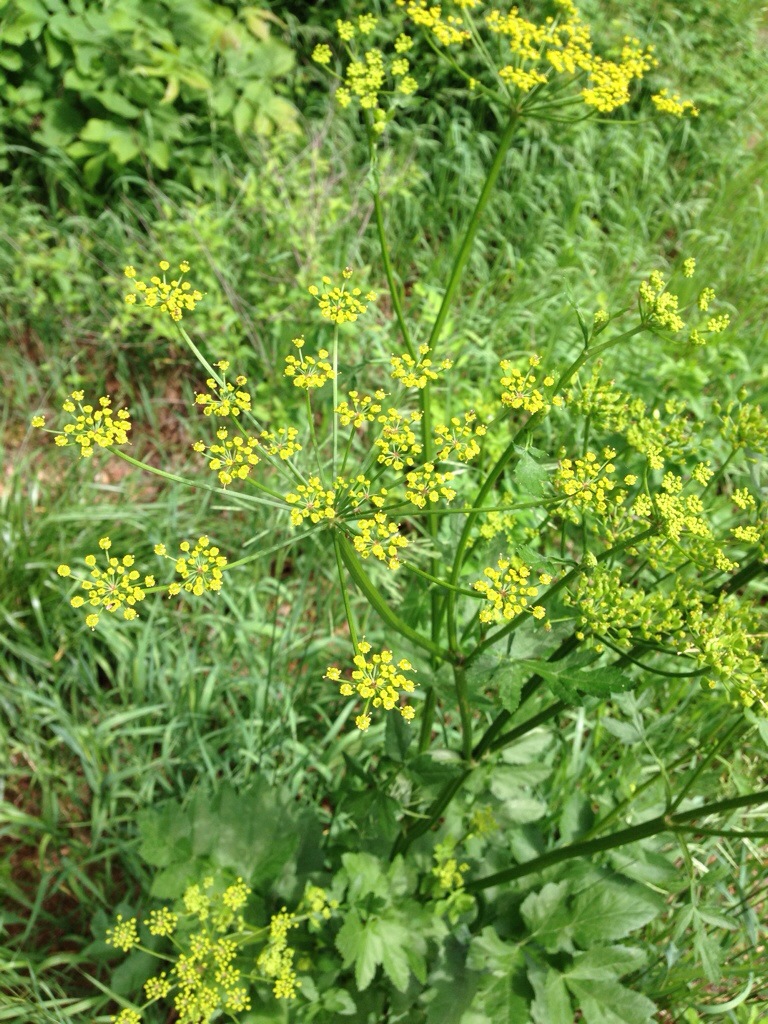 Poison Parsnip (Pastinaca sativa)