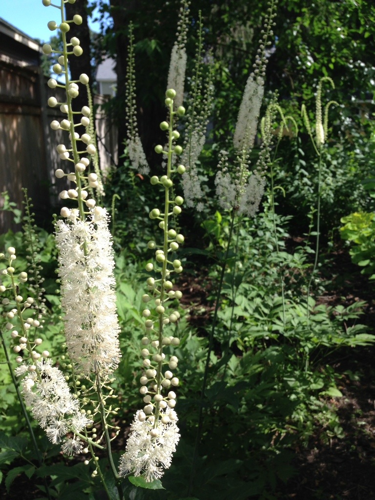 Black Cohosh (Actaea racemosa)