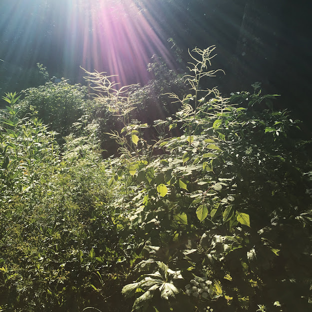 Shade gardens Goatsbeard.