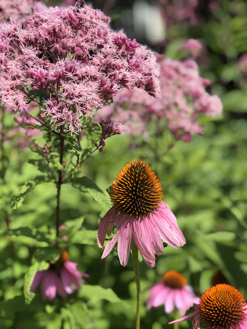 Bright flowers in the butterfly gardens.