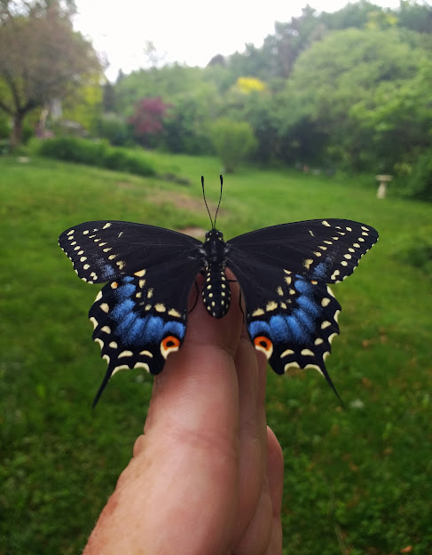 Butterfly gardens have butterflies.