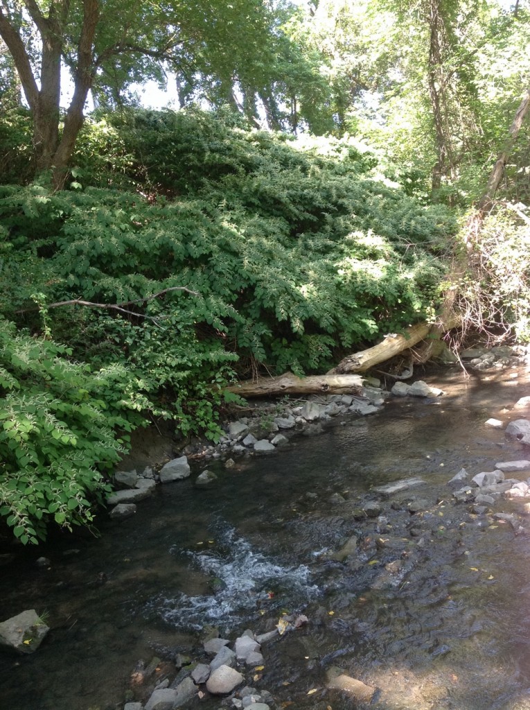 Knotweed along the streambank.