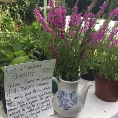 invasive plants New York