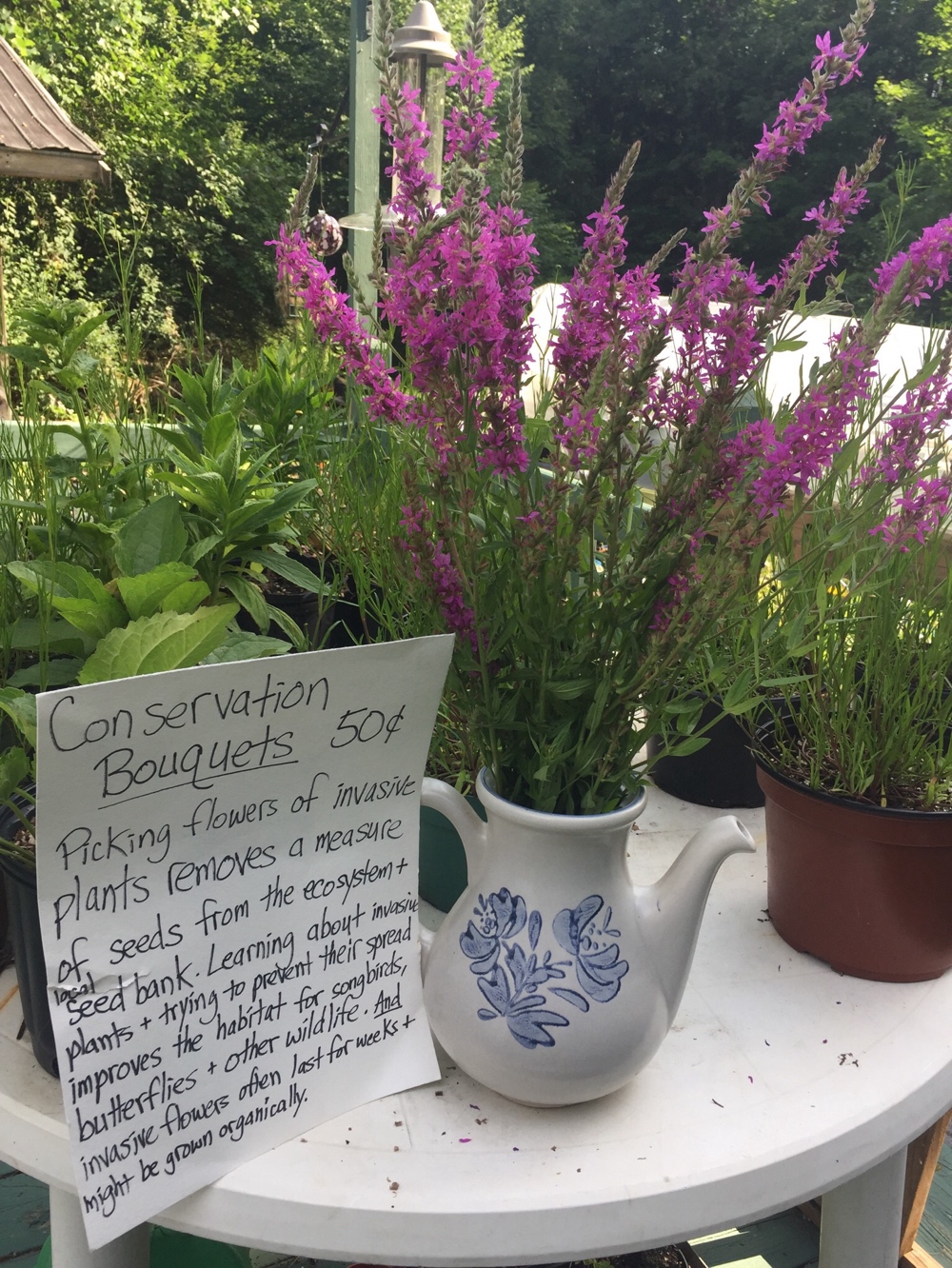 invasive plants New York