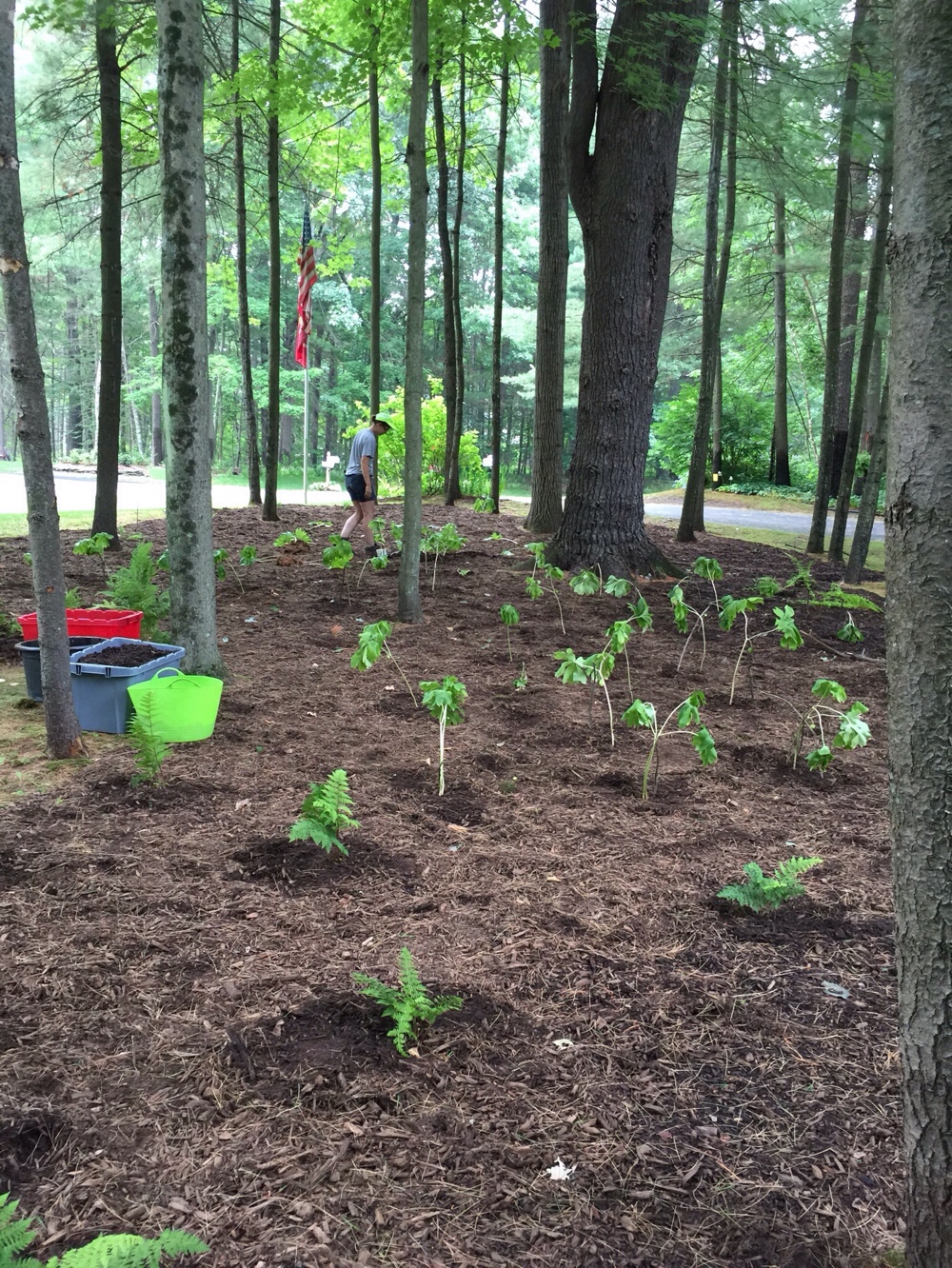 Saratoga Shade Garden