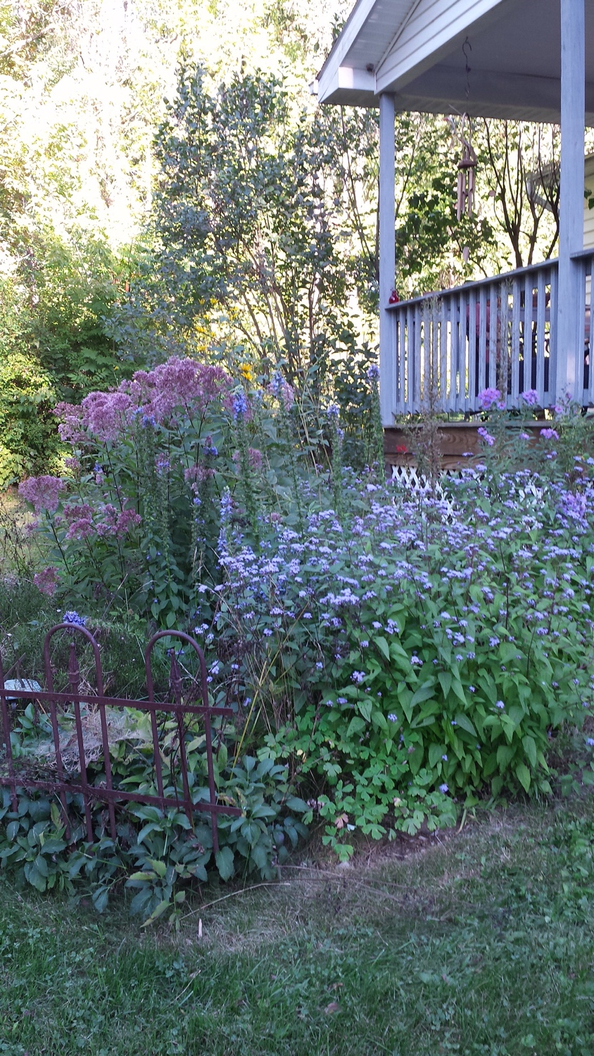 Native Plant Blue Mistflower in Saratoga Springs