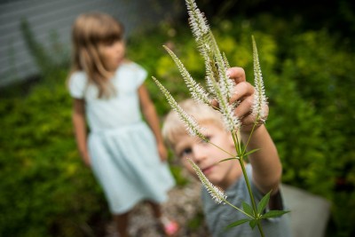 Veronicastrum virginicum and Boy in Native Landscaping.