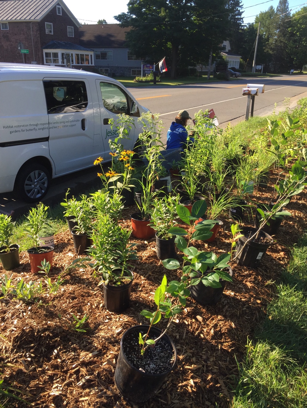 Maple Ave Business' Native Plant Garden