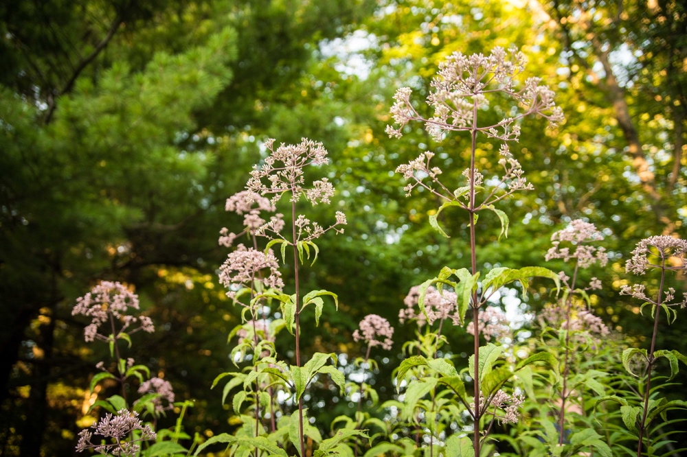 Eupatorium maculatum or E. purpureum