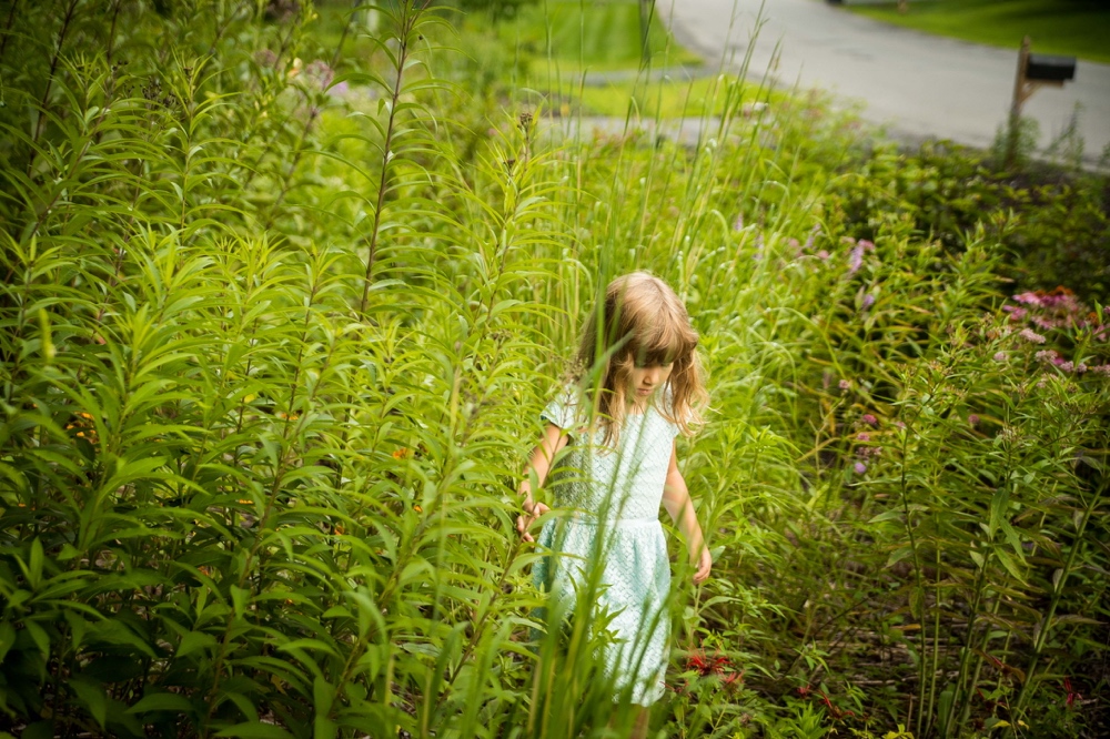 Native Plant Butterfly Gardens in Saratoga Springs