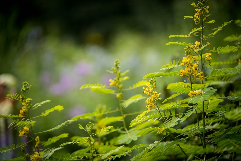 Saratoga native plant Senna hebecarpa