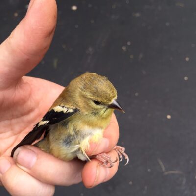 American Goldfinch, young male bird.