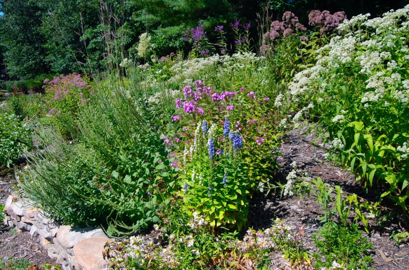 native flowers of new york