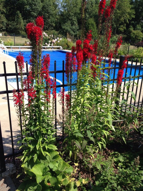 Cardinal Lobelia (Lobelia cardinalis)