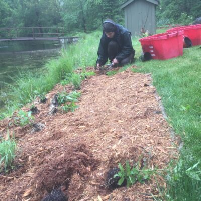 Cedar mulch repels ticks