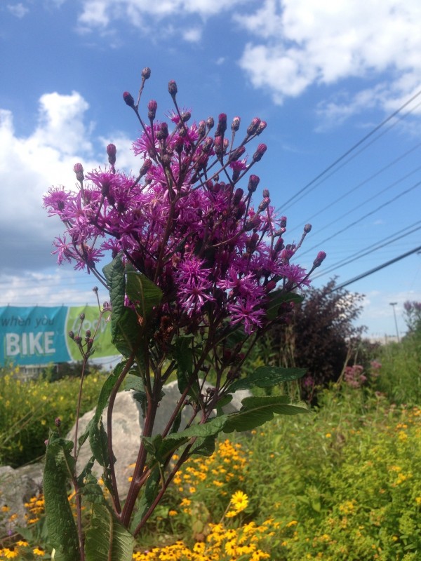 Cool native plants like Ironweed.