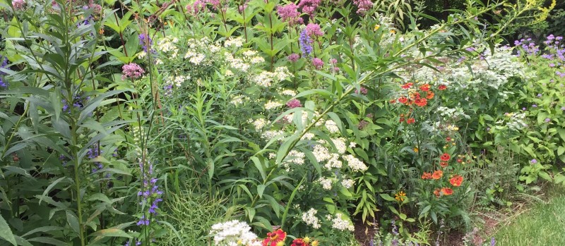 Native plants flowering in Niskayuna, NY.