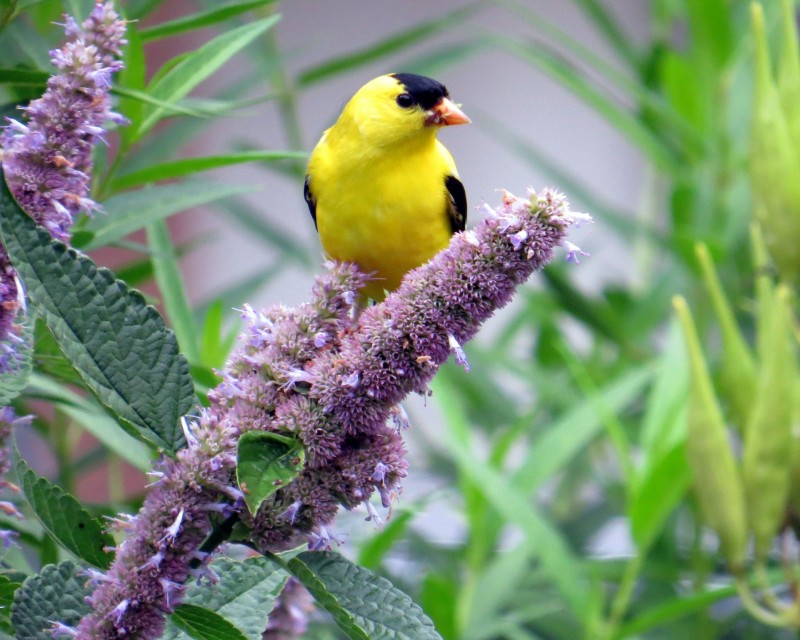 Bird gardens for the win.