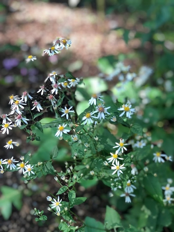 Calico Aster is pretty.