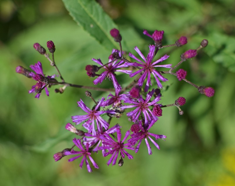 Ironweed is beautiful.