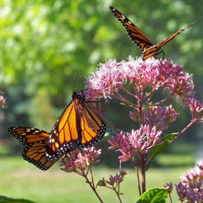 Joe Pye Weed (Eupatorium sp) is a pollinator magnet!