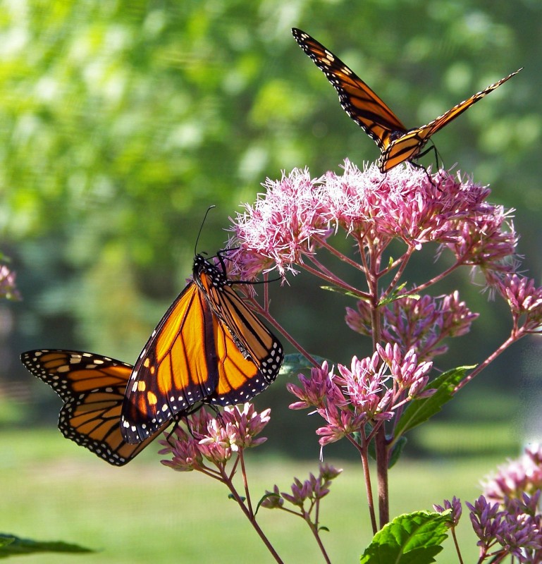 Joe Pye Weed (Eupatorium sp) is a pollinator magnet!