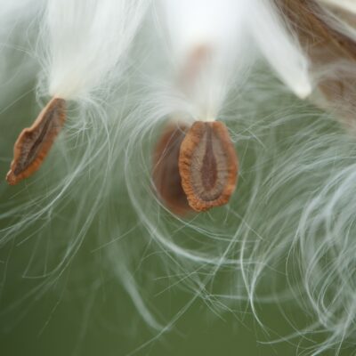 Swamp Milkweed seeds