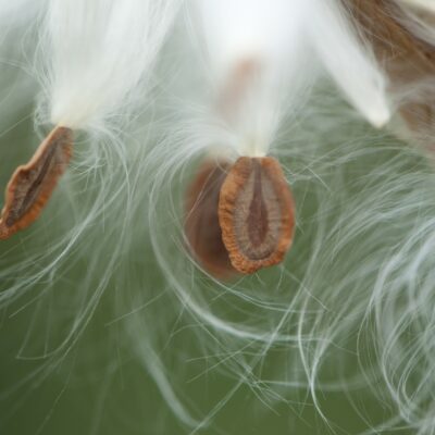 Swamp Milkweed seeds