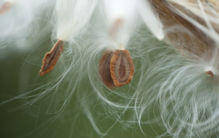 Swamp Milkweed seeds