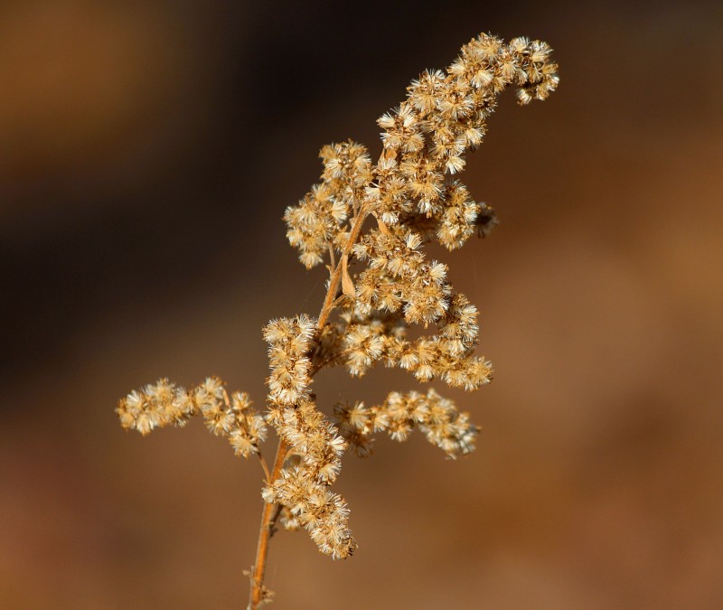 Plant wildflower seeds in fall.